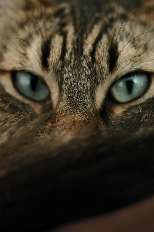 cat  eyes  feline