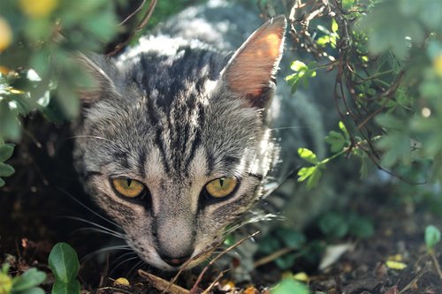 cat  grey  mackerel