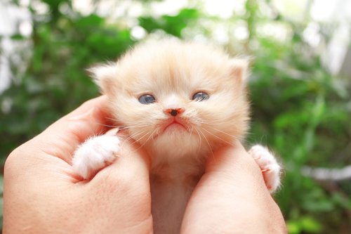 cat  small  kitten