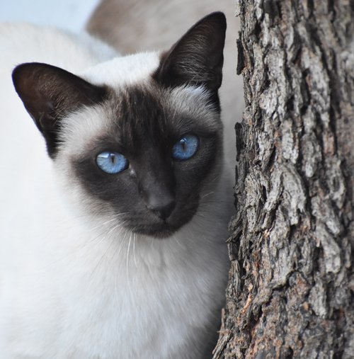 cat  cute  portrait