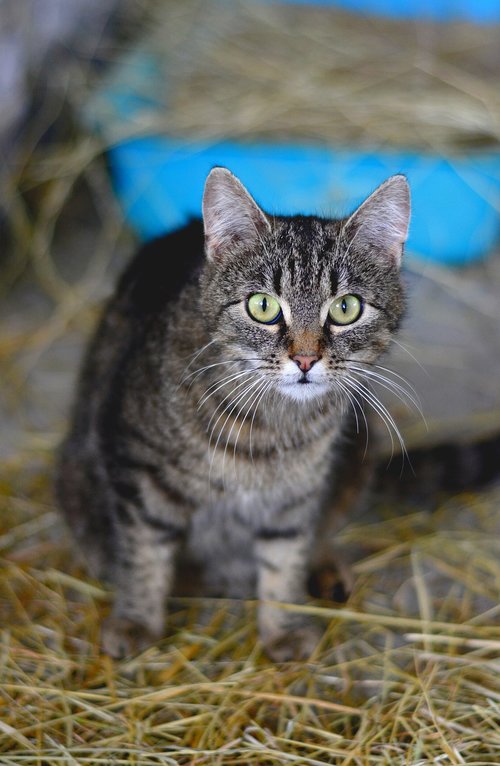 cat  domestic cat  mackerel