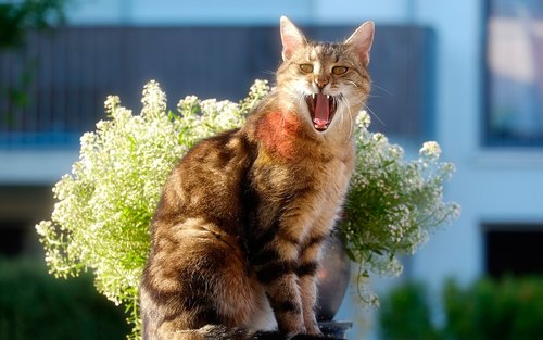 cat  yawn  domestic cat