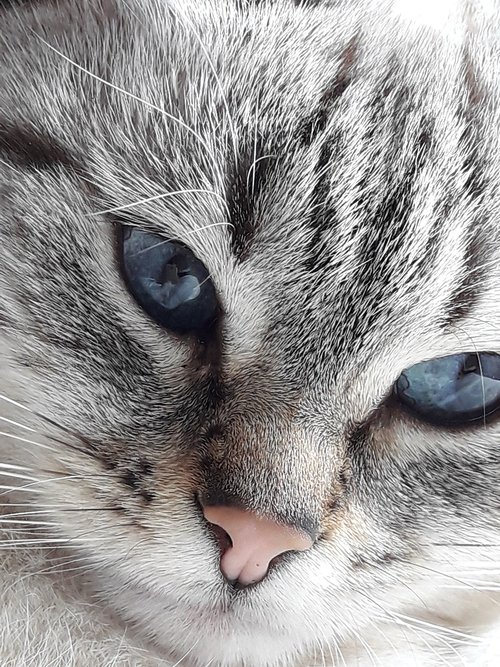 cat  blue eyes  cute