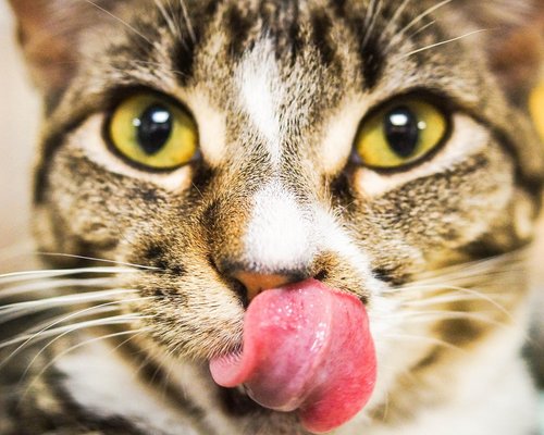 cat  face  tongue