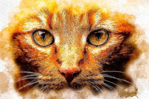 cat  portrait  eyes