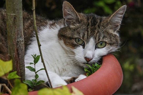 cat  domestic cat  flowerpot