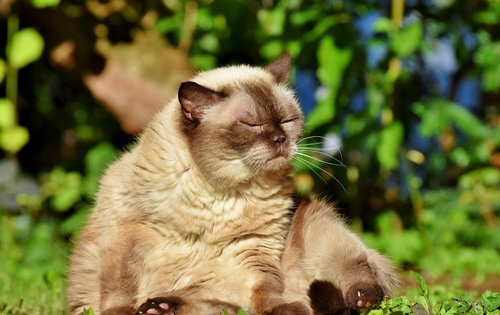 cat  breed cat  british shorthair