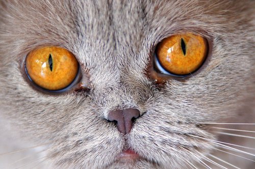 cat  british shorthair  eyes