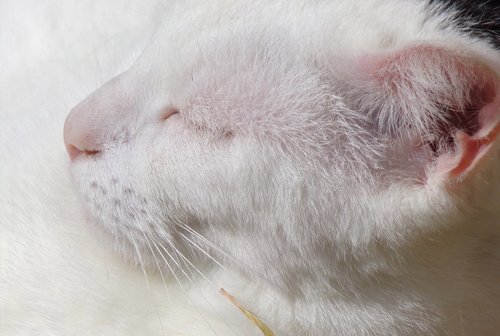 cat  white  portrait