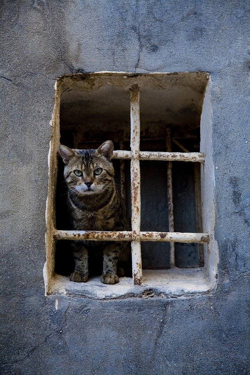 cat  animal  window