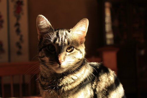 cat  shadow and light  animal