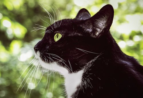cat  black and white  pet