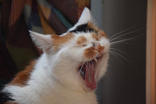 cat  animals  yawn