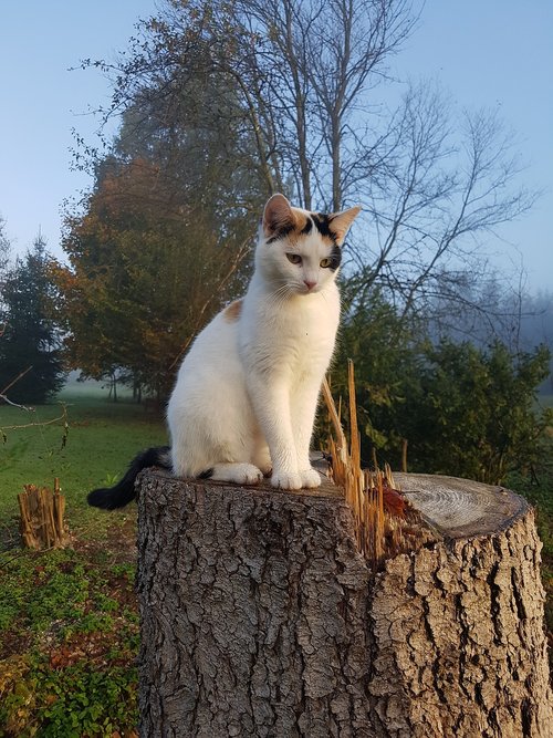 cat  white  log