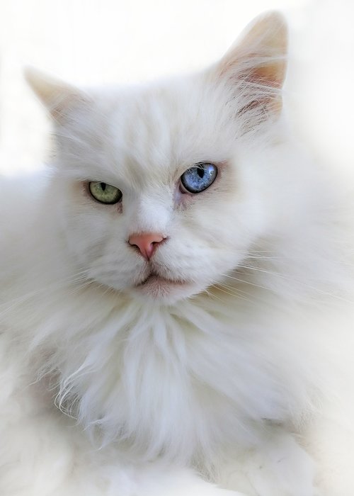 cat  white  breed cat