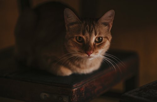 cat  portrait  animal