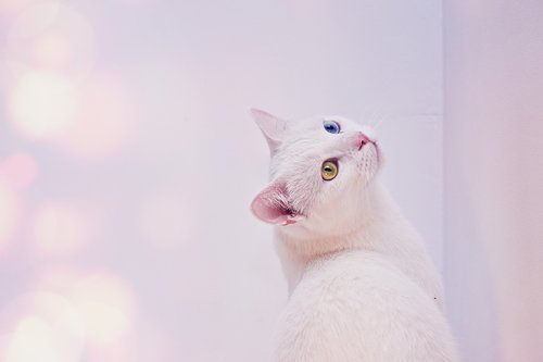 cat  white  angora