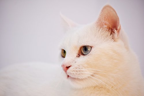 cat  white  angora