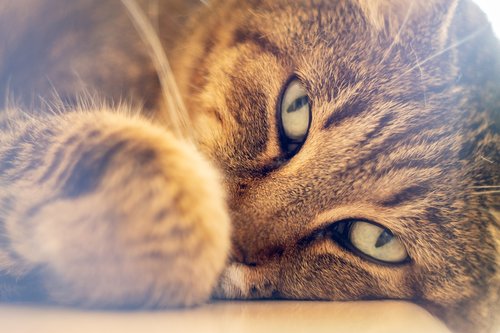 cat  animal  eyes