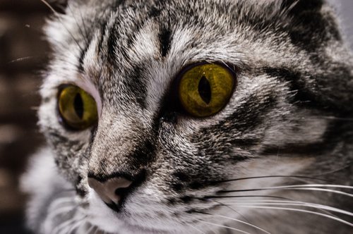 cat  eyes  yellow