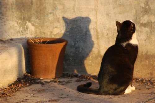cat shadow profile