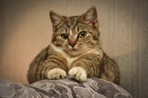 cat  sofa  eyes