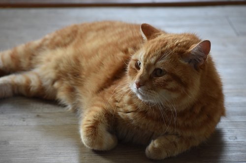 cat  redhead  striped