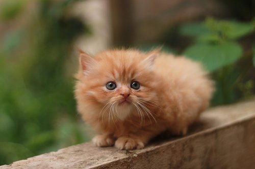 cat  kitten  persian