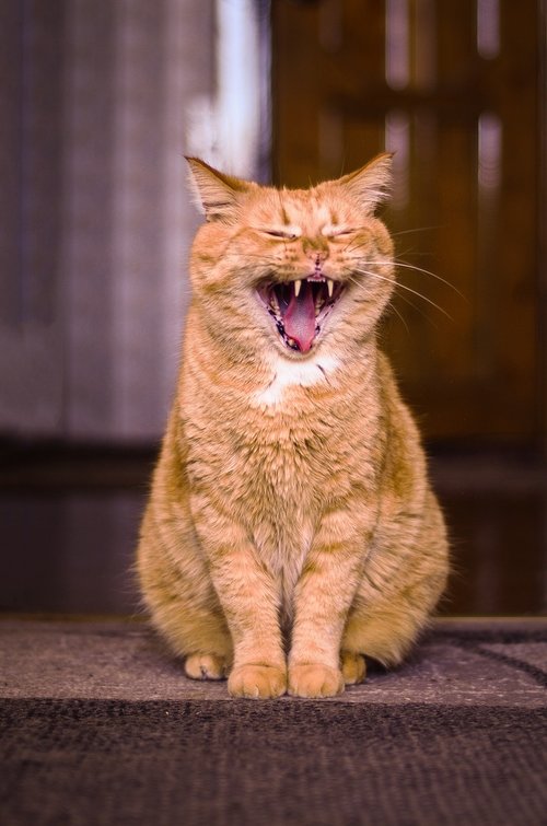 cat  yawning  redhead