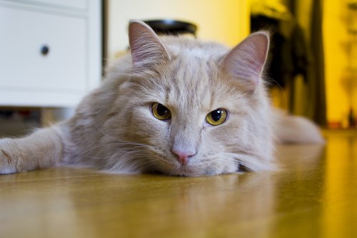 cat  long-haired  yellow