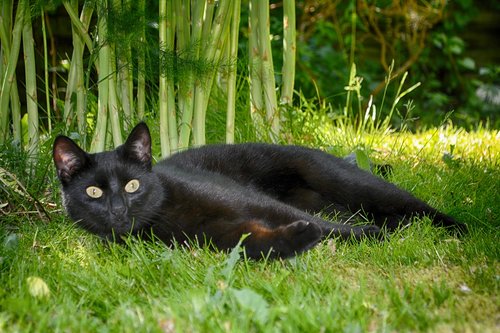 cat  black  lying