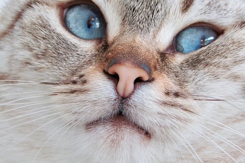 cat  blue eyes  cute