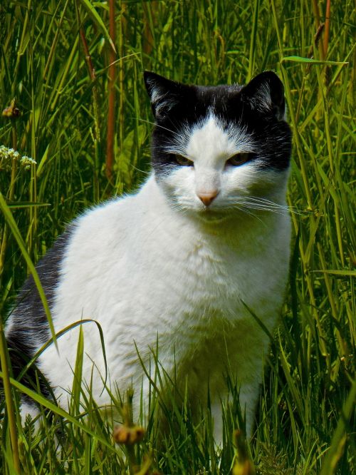 cat black-white cat face