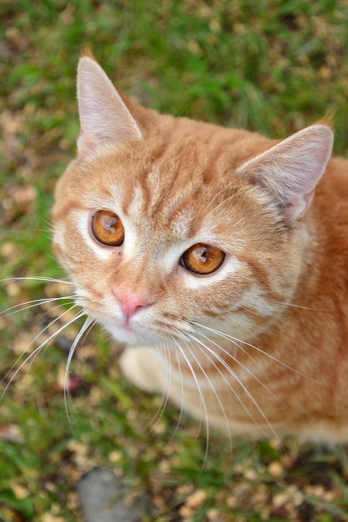 cat  redhead  pet