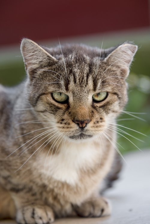 cat  domestic cat  mackerel