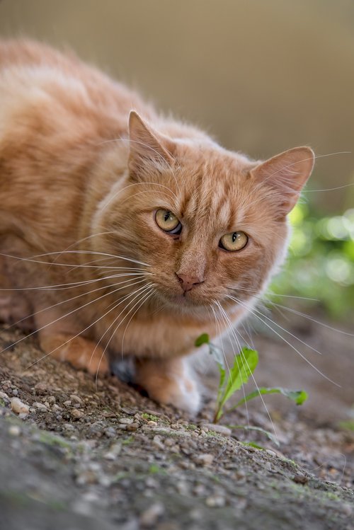 cat  red  domestic cat