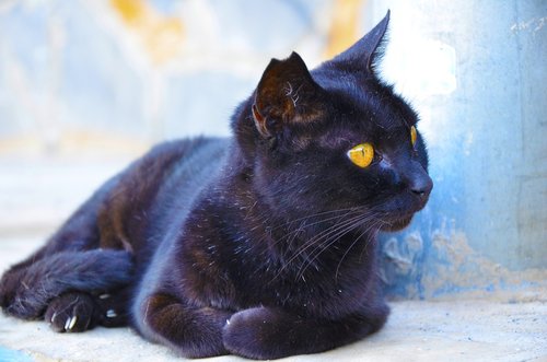 cat  black cat  cat's eyes