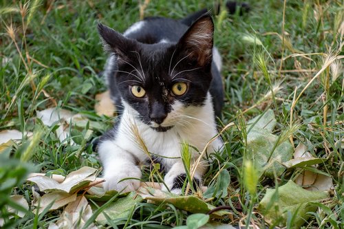 cat  portrait  animals