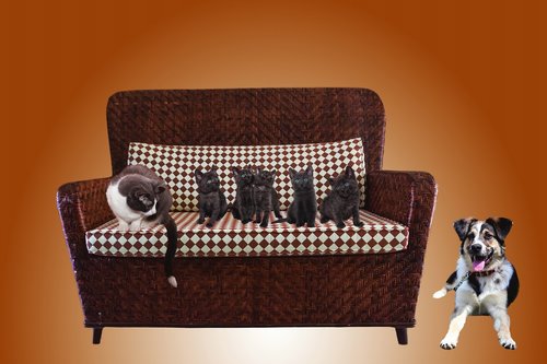cat  sofa  dog
