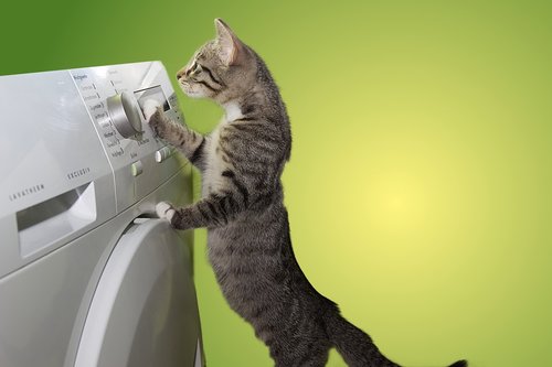 cat  domestic cat  dryer
