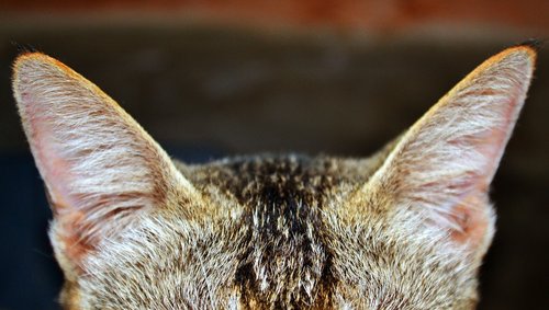 cat  ear  zoom