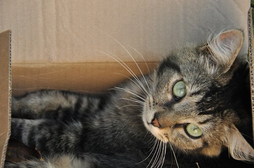 cat  box  feline