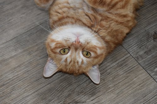 cat  redhead  portrait