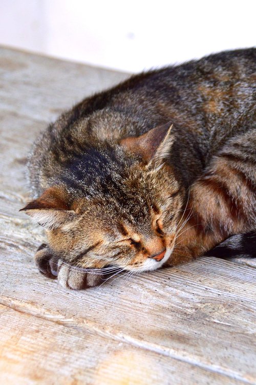 cat  sleep  tabby