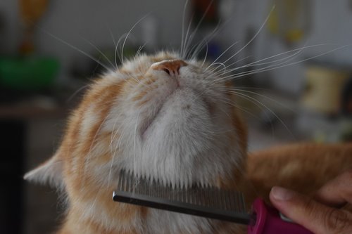 cat  comb  carding