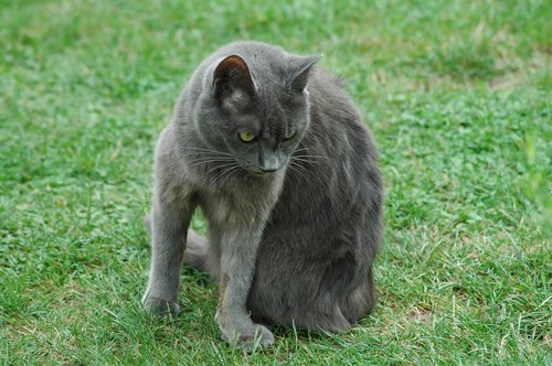 cat  grey  yard