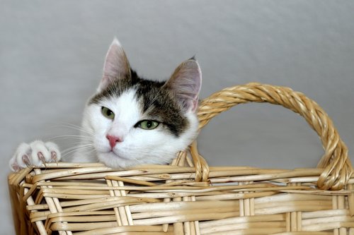cat  domestic cat  basket