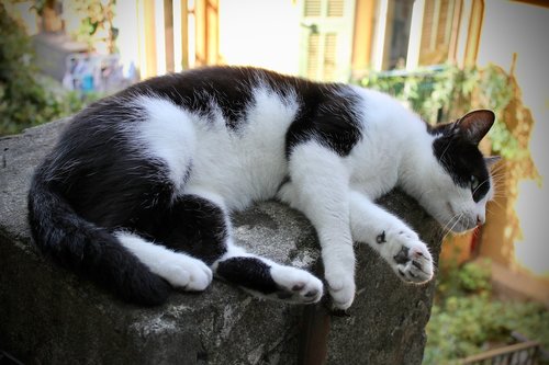 cat  black and white  black