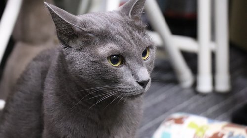 cat  russian blue  a brooks