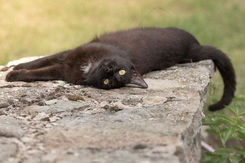cat  kitten  black cat